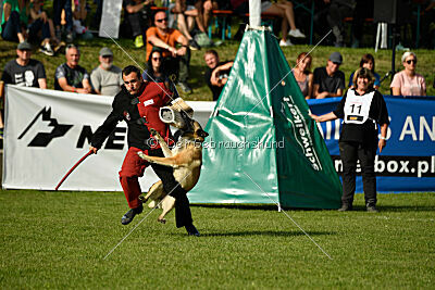 Serro de lorigine de faucon rouge